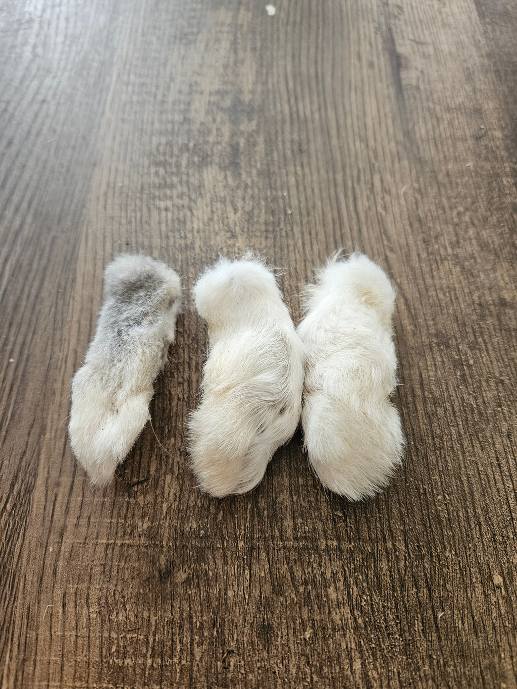Rabbits foot