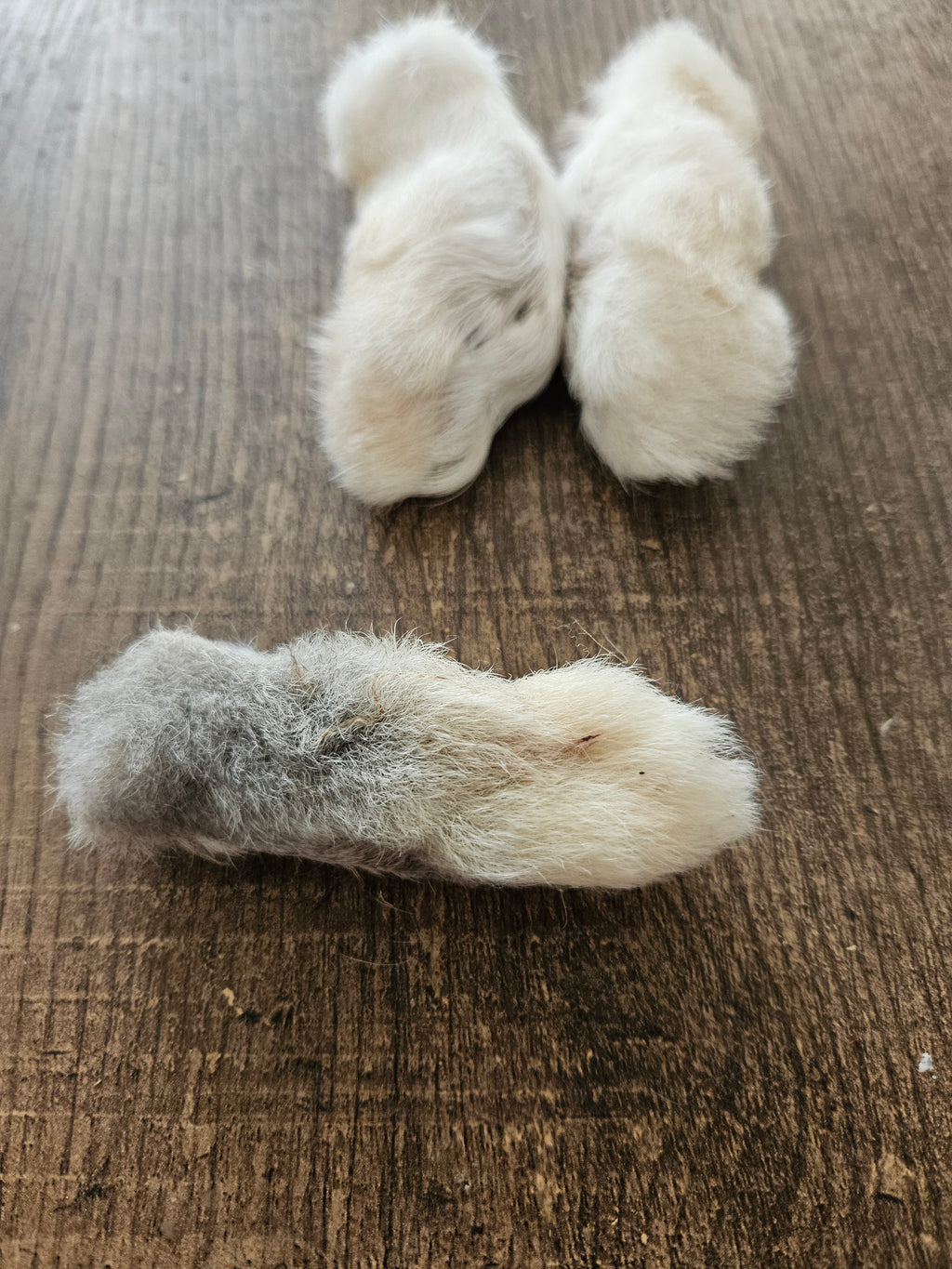 Rabbits foot