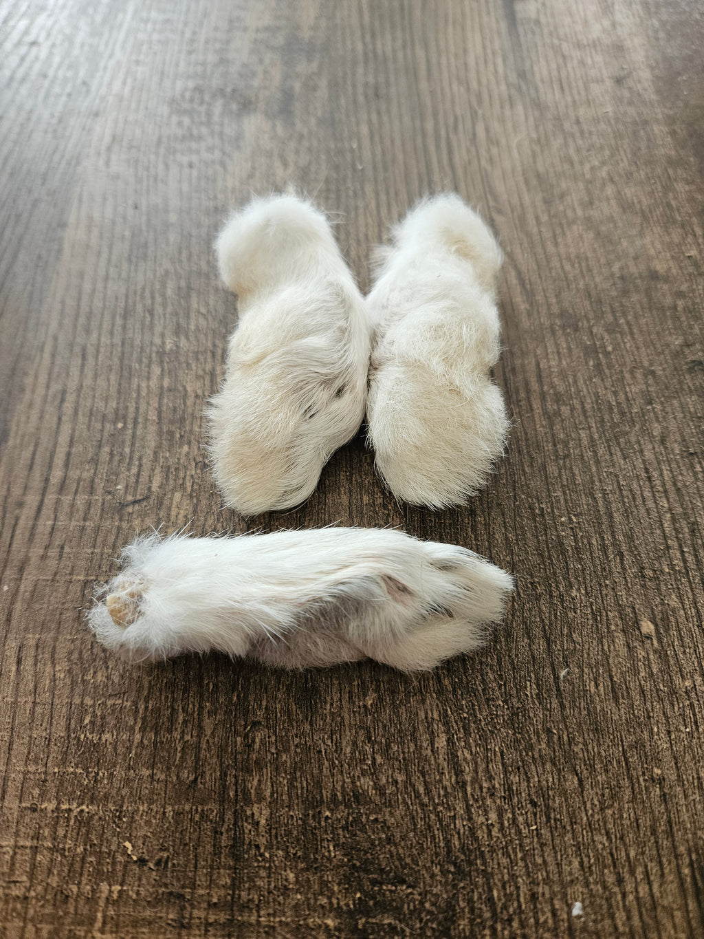 Rabbits foot