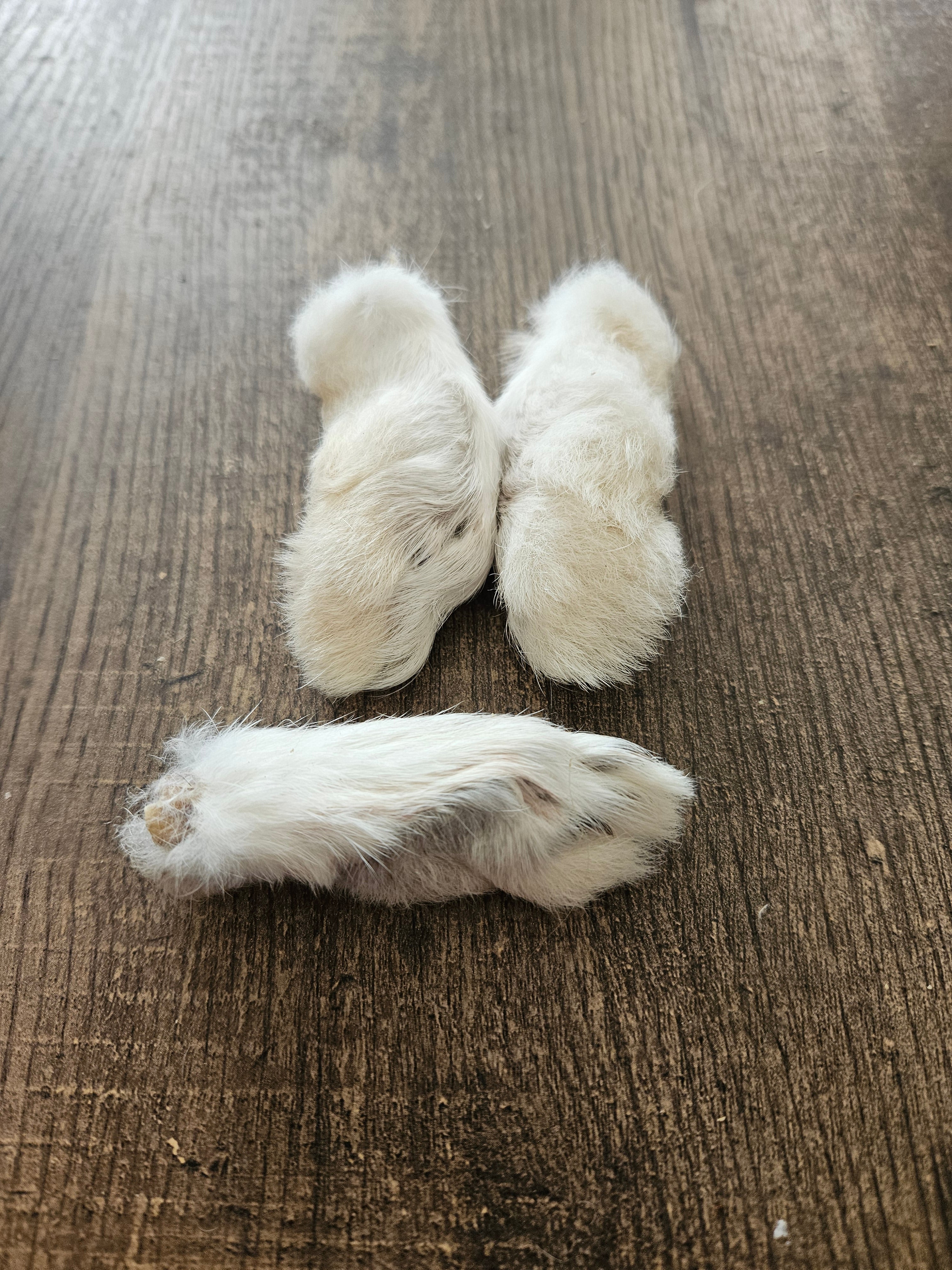 Rabbits foot